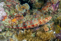 Synodus variegatus (Reef Lizardfish)