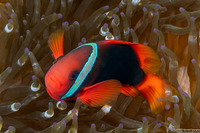 Amphiprion frenatus (Tomato Anemonefish)