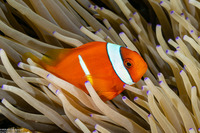 Amphiprion chrysopterus (Orangefin Anemonefish)