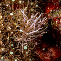 Phyllodesmium briareum (Yellow-Tipped Phyllodesmium)
