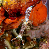 Nembrotha lineolata (Lined Nembrotha)
