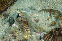 Amblyeleotris guttata (Spotted Shrimpgoby)