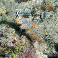 Amblyeleotris guttata (Spotted Shrimpgoby)
