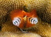 Spirobranchus sp.1 (Christmas Tree Worm)
