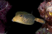 Ostracion solorense (Solor Boxfish)
