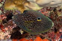 Calloplesiops altivelis (Comet Longfin)