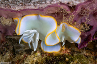 Ardeadoris egretta (Heron Ardeadoris)