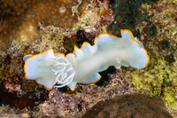 Ardeadoris egretta (Heron Ardeadoris)