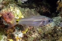 Cheilodipterus artus (Wolf Cardinalfish)