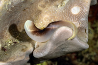 Chelidonura amoena (Lovely Headshield Slug)