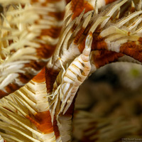 Laomenes amboinensis (Ambon Crinoid Shrimp)