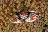 Neopetrolisthes maculatus (Spotted Porcelain Crab)
