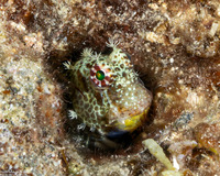Crossosalarias macrospilus (Triplespot Blenny)