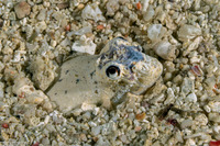 Brachysomophis crocodilinus (Crocodile Snake Eel)