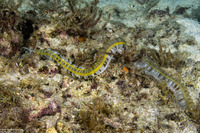 Euapta godeffroyi (Lion's Paw Sea Cucumber)