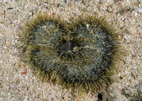 Heteractis malu (Delicate Sea Anemone)