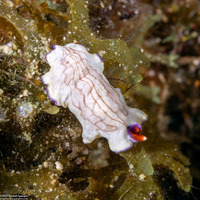 Pseudoceros cf.2 rubrotentaculatus (Pseudoceros cf.2 Rubrotentaculatus)