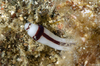 Baseodiscus hemprichii (Striped Ribbon Worm)