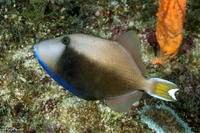 Sufflamen chrysopterum (Flagtail Triggerfish)