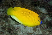 Apolemichthys trimaculatus (Three-Spot Angelfish)