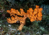 Stylissa carteri (Stylissa Carteri)