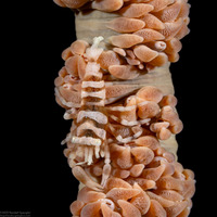 Pontonides ankeri (Barred Wire Coral Shrimp)