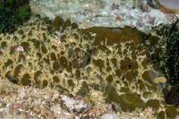 Spheciospongia vagabunda (Vagabond Boring Sponge)