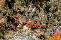 Synchiropus morrisoni (Morrison's Dragonet)