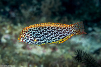 Macropharyngodon meleagris (Leopard Wrasse)