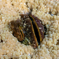 Septifer bilocularis (Box Mussel)
