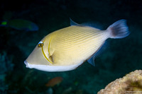 Sufflamen bursa (Scythe Triggerfish)