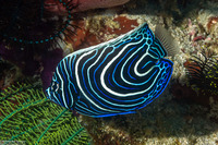 Pomacanthus imperator (Emperor Angelfish)
