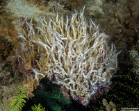Salmacina sp.1 (Sea Frost Worm)
