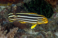 Plectorhinchus polytaenia (Ribbon Sweetlips)