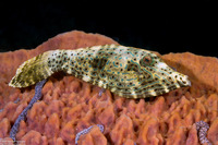 Aluterus scriptus (Scrawled Filefish)