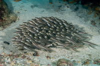 Plotosus lineatus (Striped Catfish)