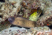 Gymnothorax fimbriatus (Fimbriated Moray)