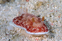 Chromodoris reticulata (Reticulated Chromodoris)