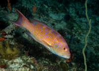 Variola albimarginata (White-Edged Lyretail)