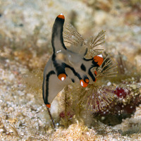 Thecacera picta (Painted Thecacera)