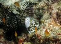Echidna nebulosa (Snowflake Moray)