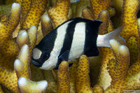 Dascyllus aruanus (Humbug Dascyllus)