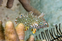 Macropharyngodon meleagris (Leopard Wrasse)
