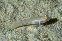 Gnatholepis anjerensis (Eyebar Goby)
