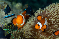 Amphiprion ocellaris (False Clown Anemonefish)
