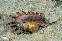 Lambis scorpius (Scorpion Spider Conch)