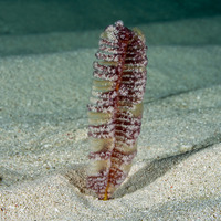 Virgularia sp.1 (Virgularia sp.1)