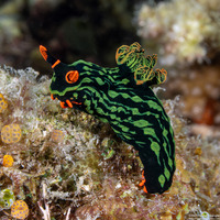 Nembrotha kubaryana (Kubaryana's Nembrotha)