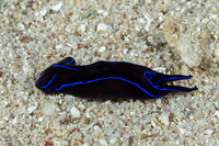 Chelidonura varians (Blue Edge Headshield Slug)