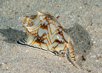 Cymbiola vespertilio (Bat Volute)